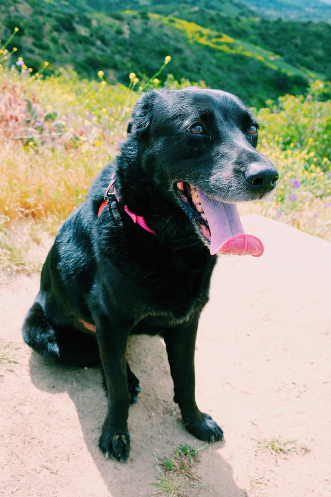 Hiking with a black lab