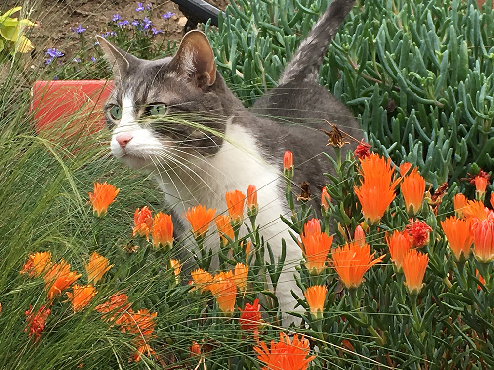 House cat in the backyard