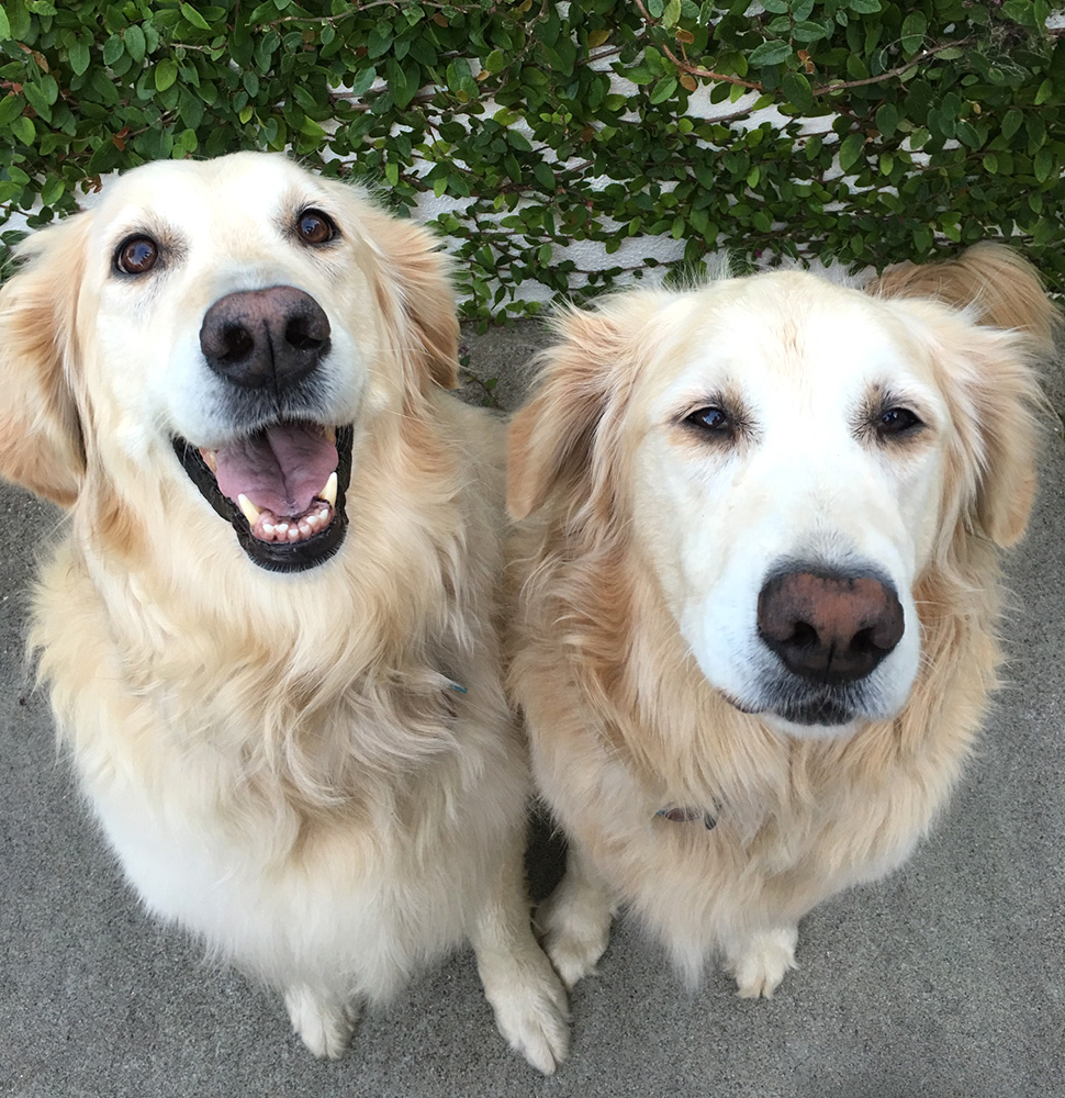 Golden retriever