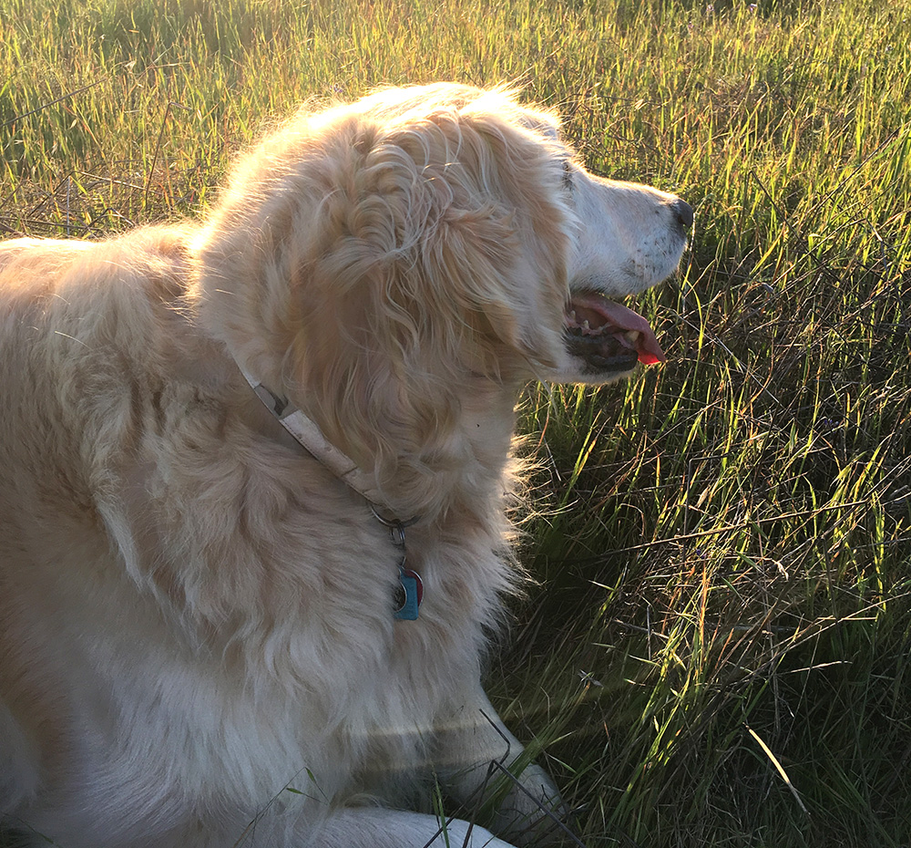 Golden Retriever in the grass