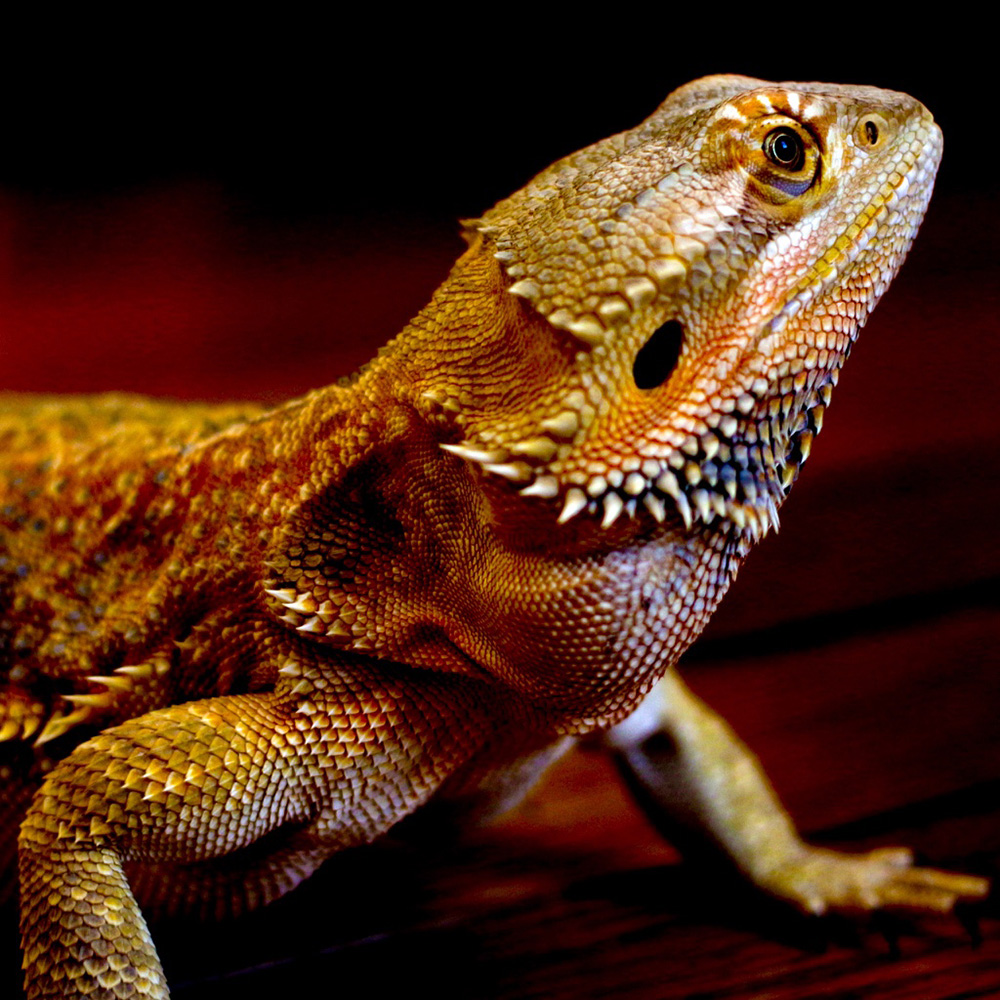 Australian Bearded Dragon