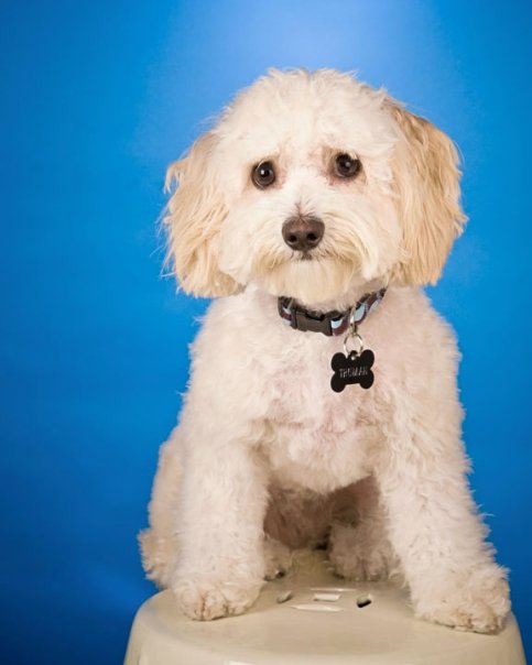 Maltese Poodle portrait