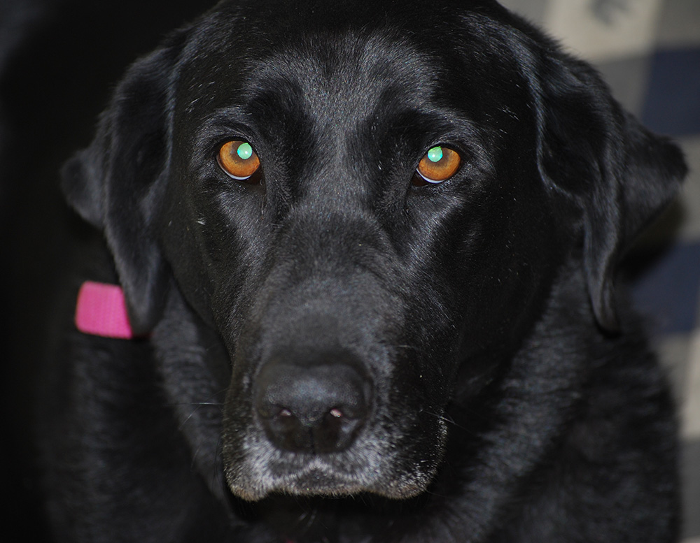 Black lab on the couch