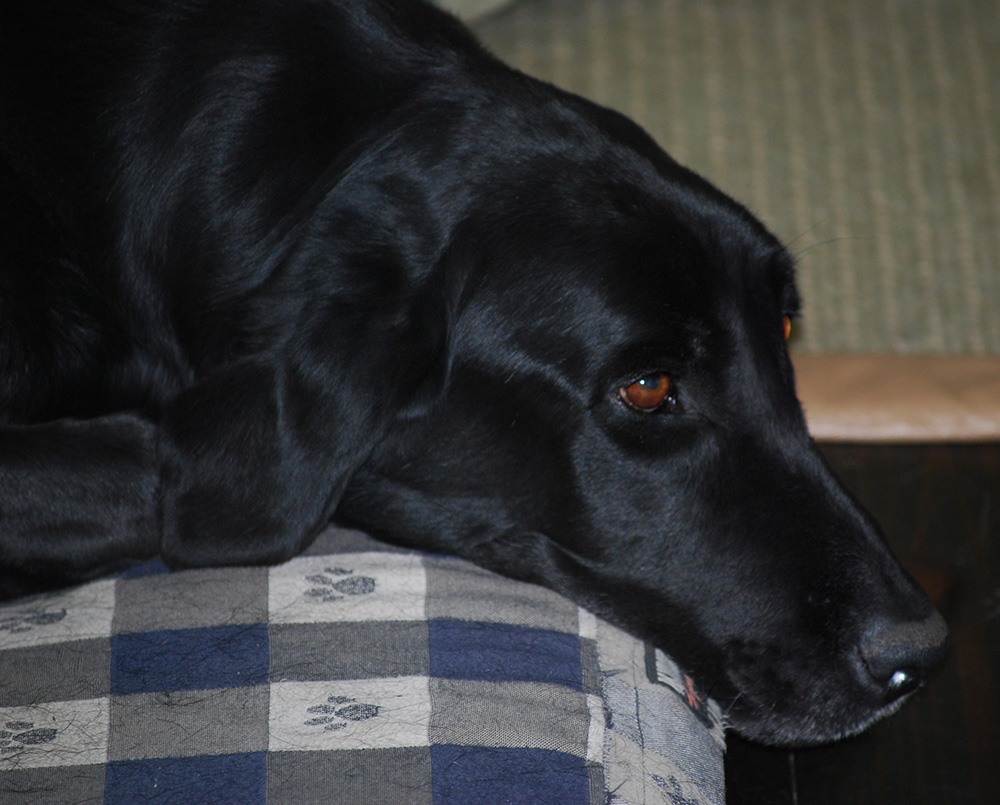 Black lab on the couch
