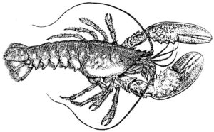 Pacific Spiny Lobster